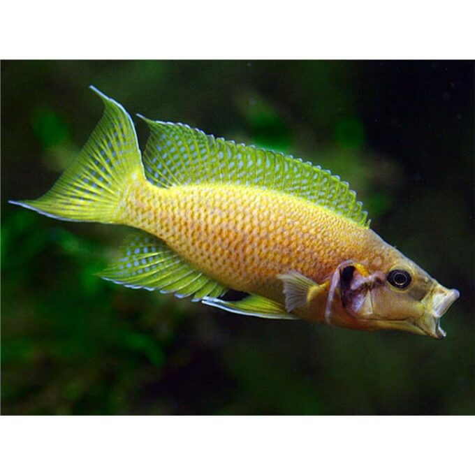 Lamprologus heliantus 1 Lamprologus heliantus