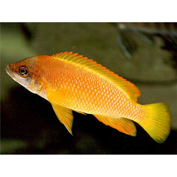 Lamprologus mustax 1 Lamprologus mustax