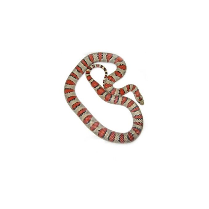 Lampropeltis mexicana Greeri