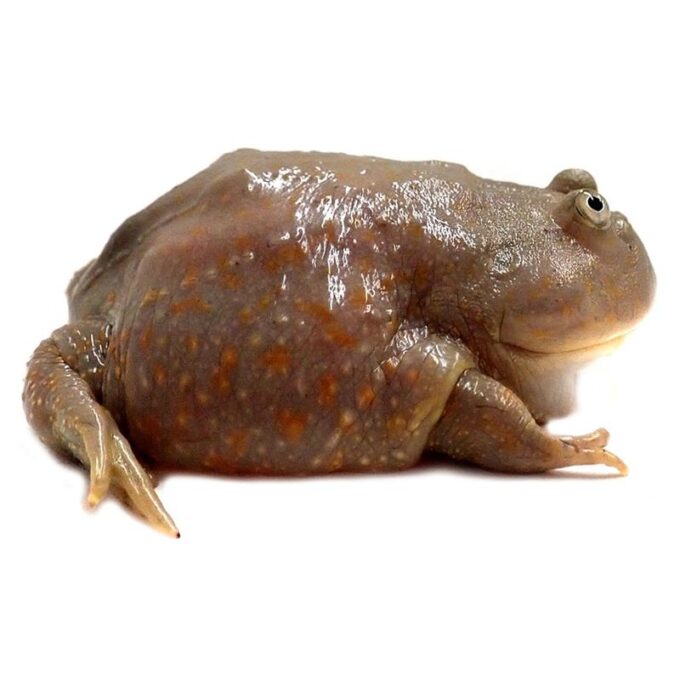 Lepidobatrachus laevis