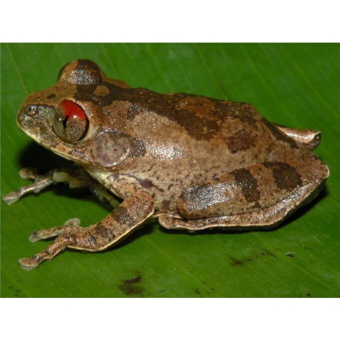 Leptopelis spiritusnoctis