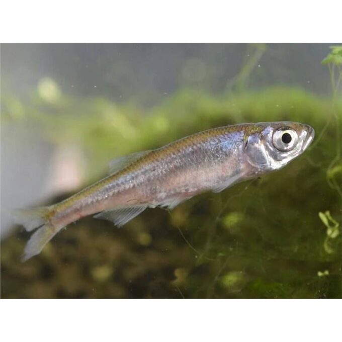 Leucaspius delineatus