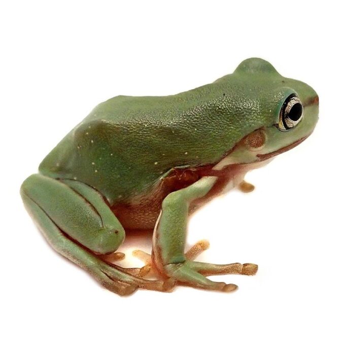 Litoria caerulea