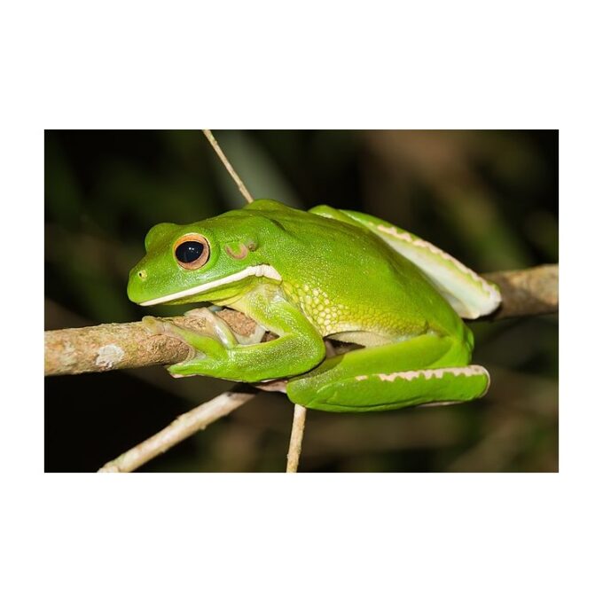 Litoria infrafrenata Australian Giant Treefrog