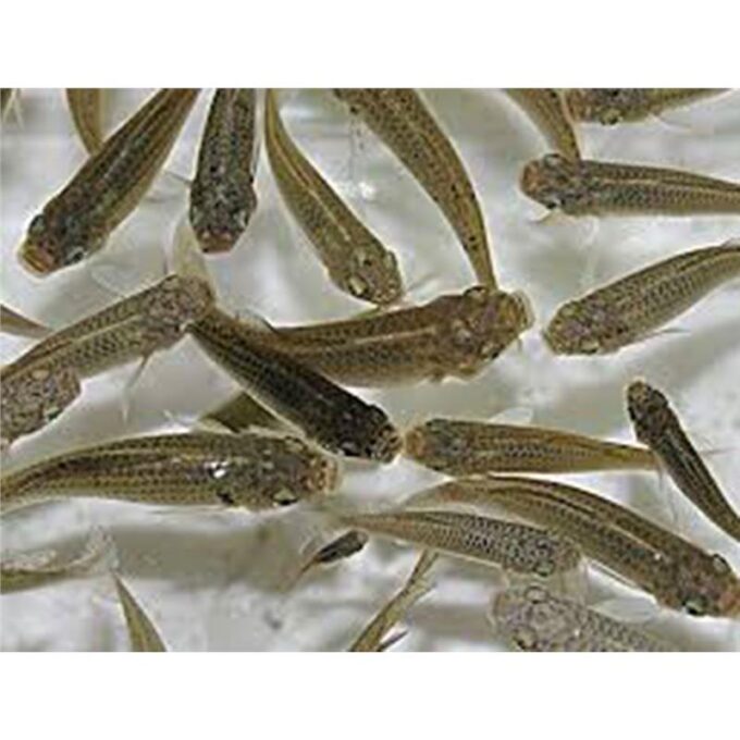 Live fish as a food for other fish/reptile
