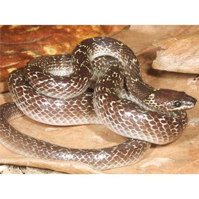 Lycodon capucinus