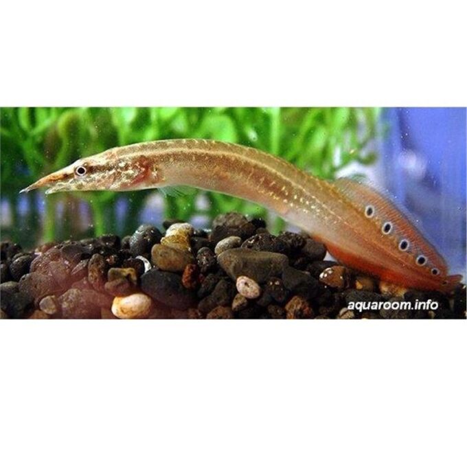 Macrognathus aculeatus
