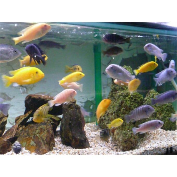Malawi cichlid mixed 1 Malawi cichlid mixed