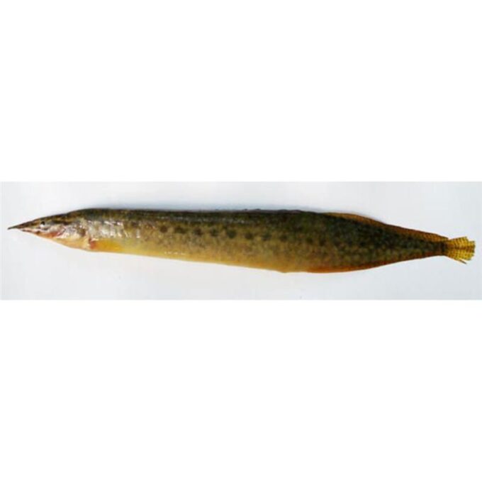 Mastacembelus pancalus