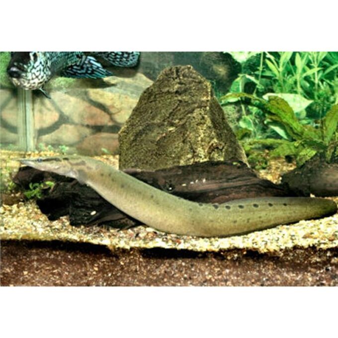 Mastacembelus siamensis