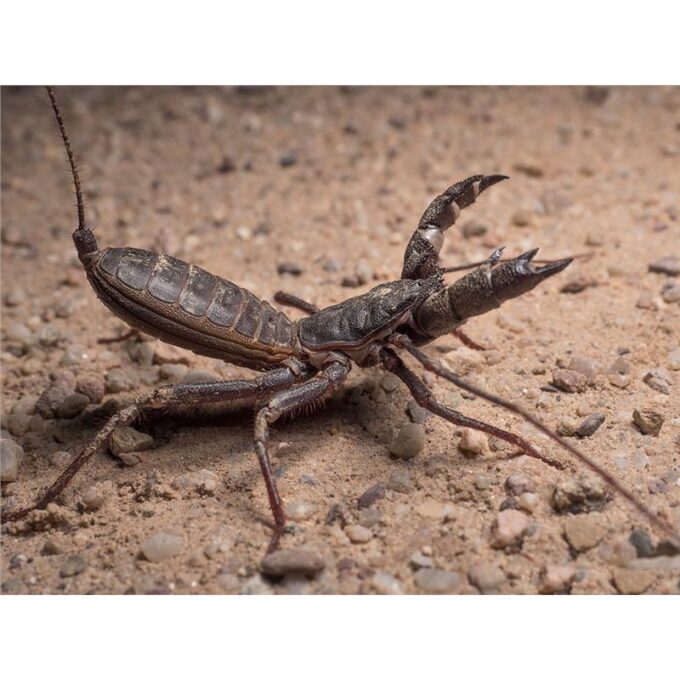 Mastigoproctus giganteus