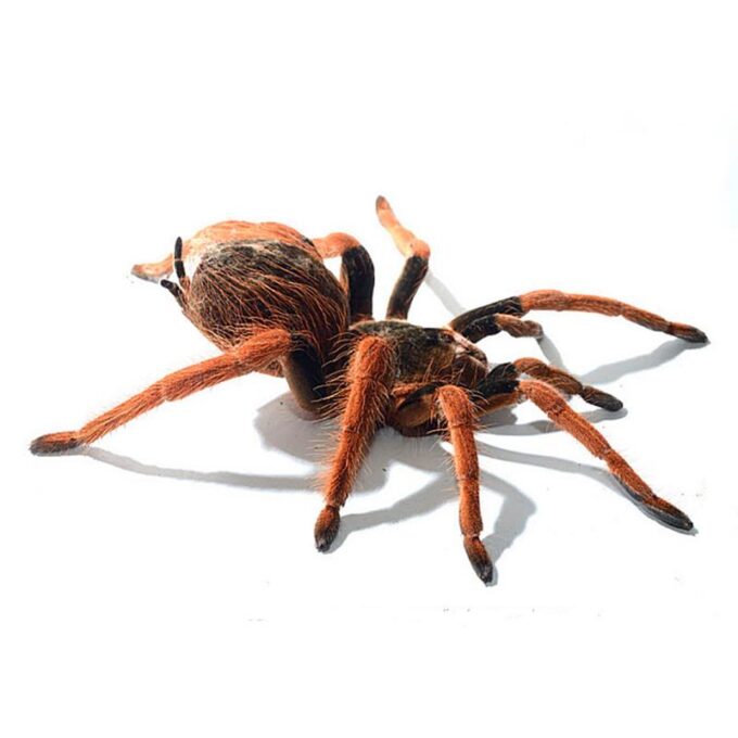 Megaphobema robusta