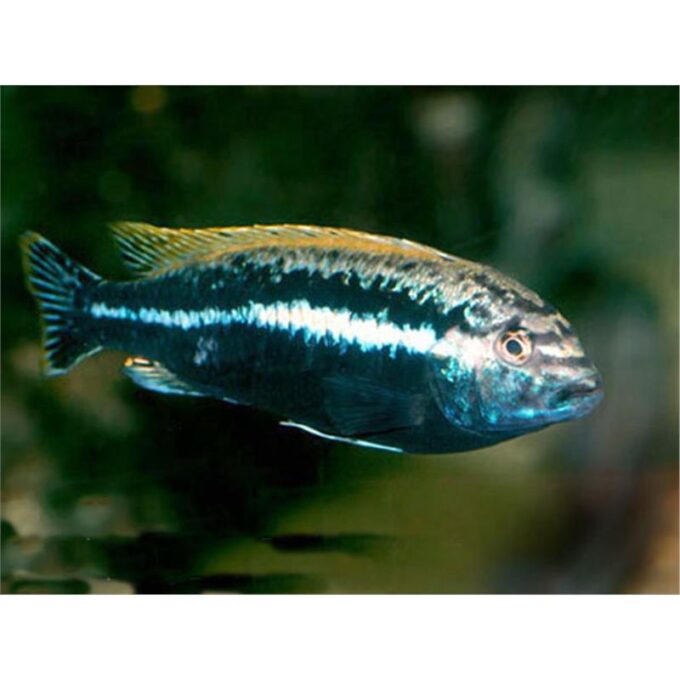 Melanochromis auratus 1 Melanochromis auratus