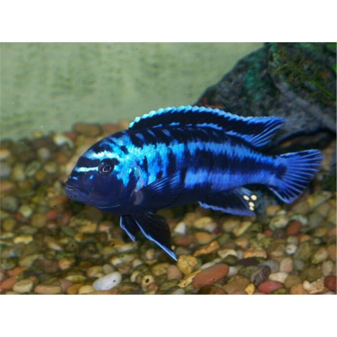 Melanochromis johanni 1 Melanochromis johanni