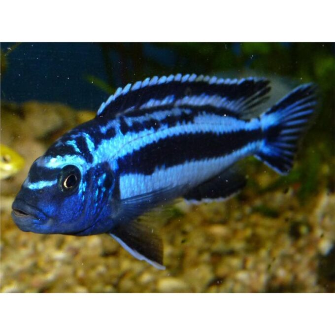 Melanochromis maingano 1 Melanochromis maingano