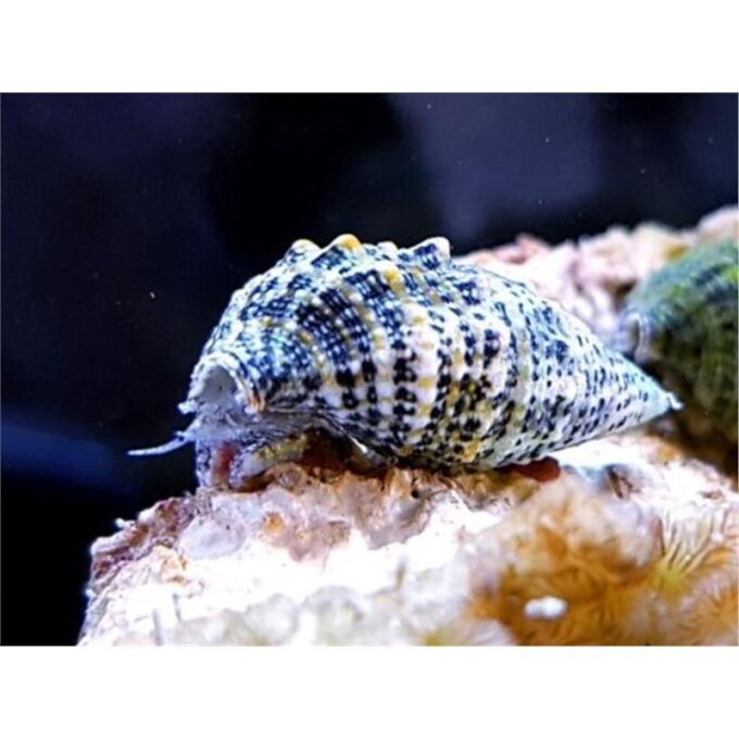 Melc Cerithium Caeruleum 1 Melc Cerithium Caeruleum