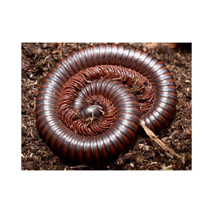 Miriapod maro Thyropygus sp.