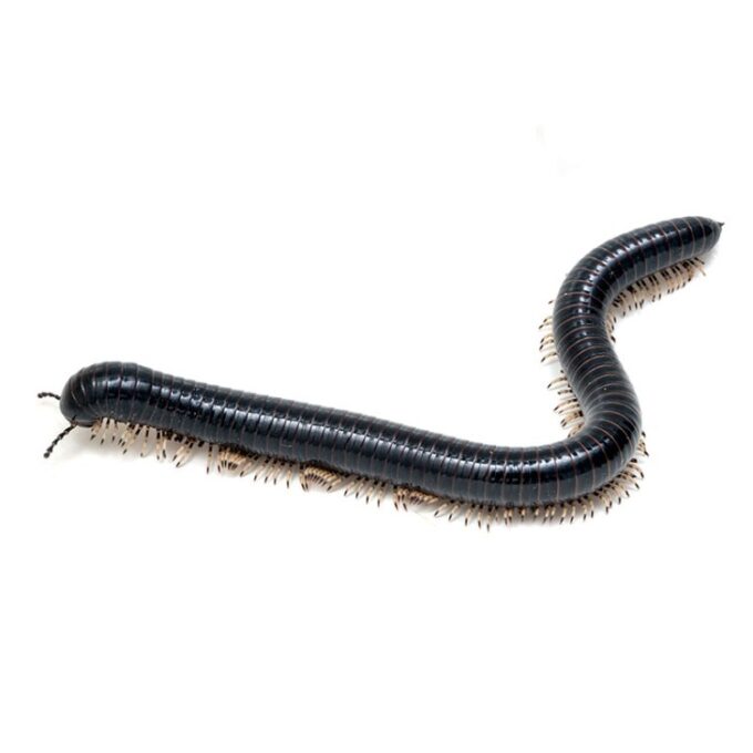 Miriapod negru Thyropygus sp.