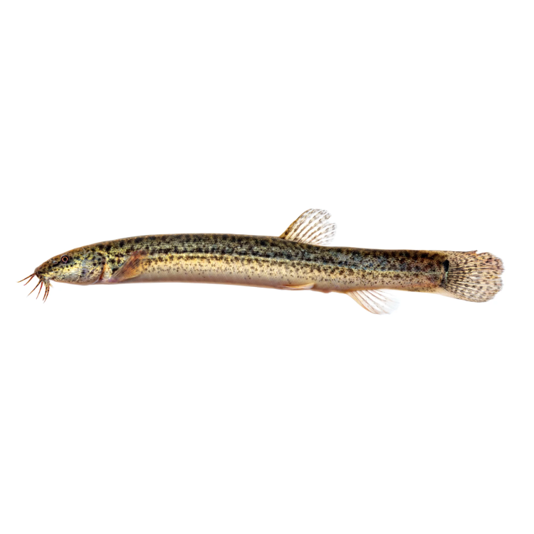Misgurnus anguillicaudatus (7-10 cm)