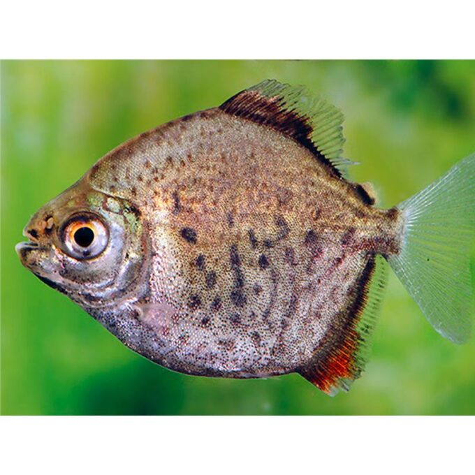 Myleus torquatus 1 Myleus torquatus