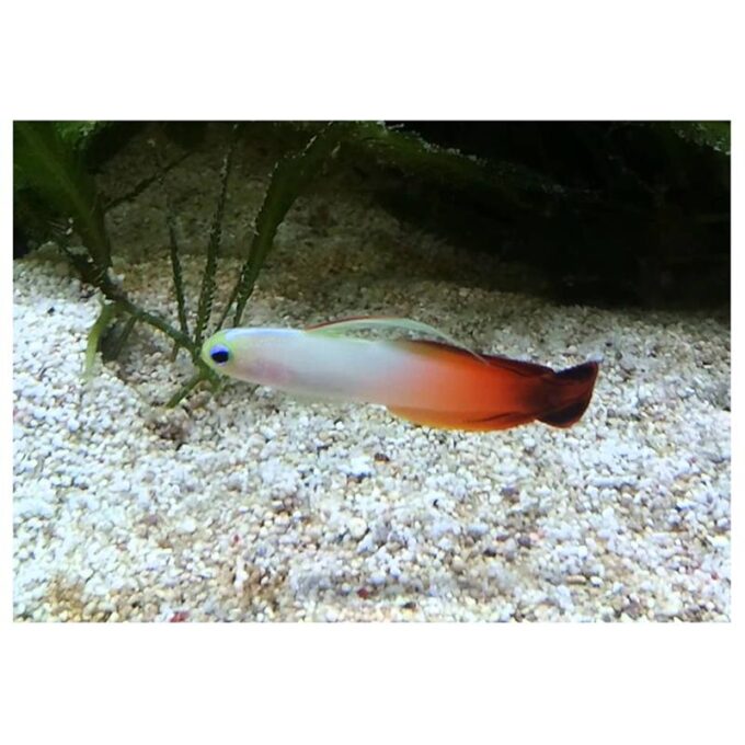 Nemateleotris magnifica 1 Nemateleotris magnifica