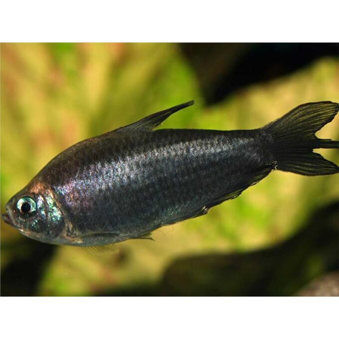 Nematobrycon palmeri black