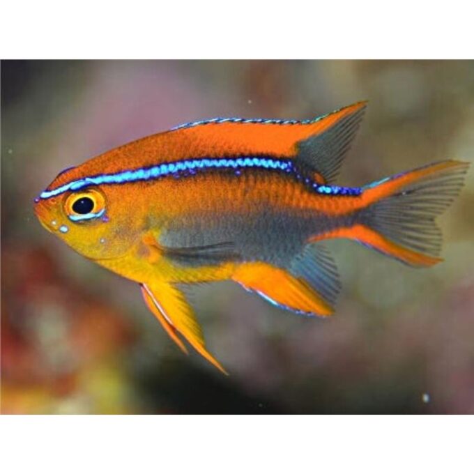 Neoglyphidodon Crossi (Cross Damsel)
