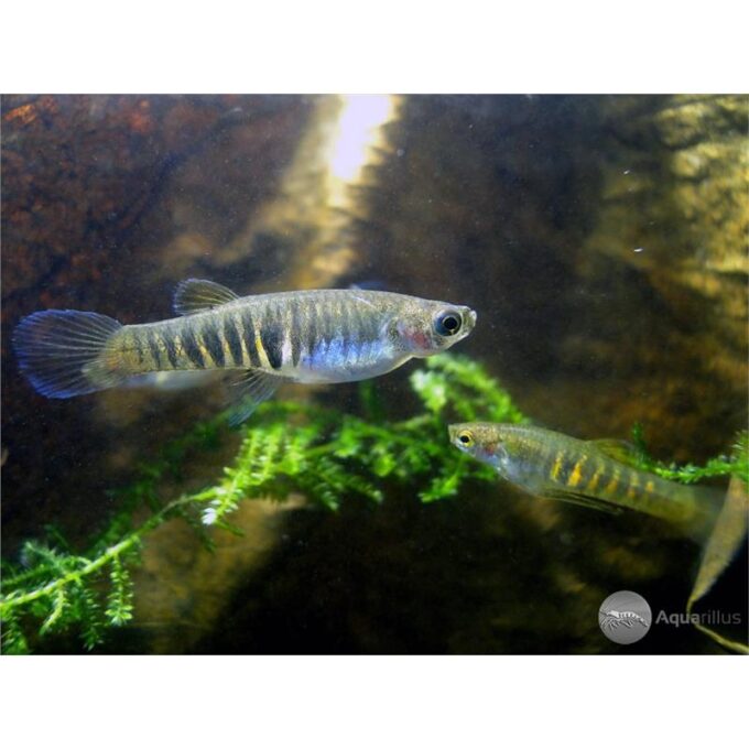 Neoheterandria elegans 1 Neoheterandria elegans