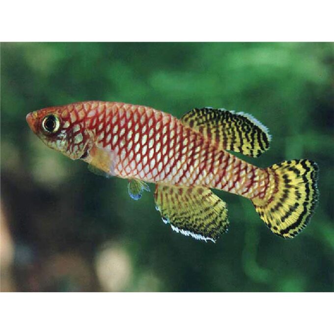Nothobranchius korthausae