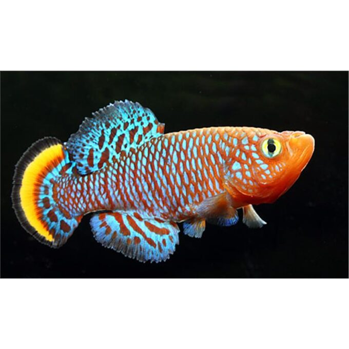 Nothobranchius rachovii 1 Nothobranchius rachovii