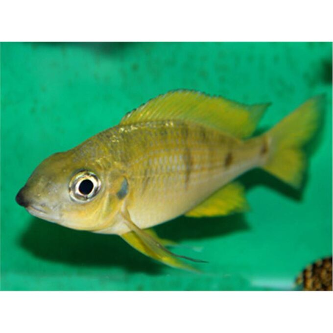 Ophthalmotilapia nasuta Kipili Gold 1 Ophthalmotilapia nasuta Kipili Gold