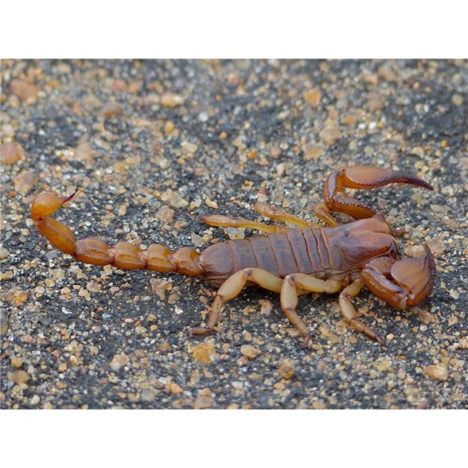 Opistophthalmus glabifrons