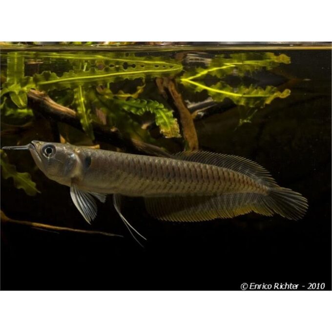 Osteoglossum bicirrhosum Arowana