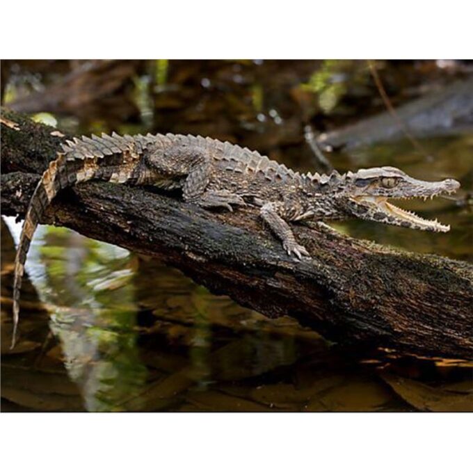 Paleosuchus trigonatus