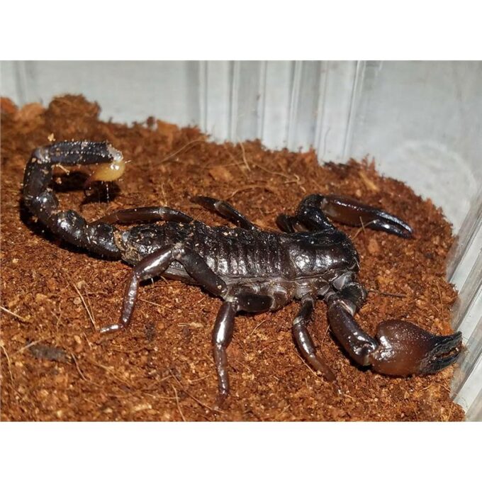 Pandinus viatoris
