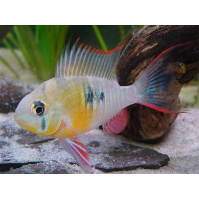 Papiliochromis altispinosa 1 Papiliochromis altispinosa