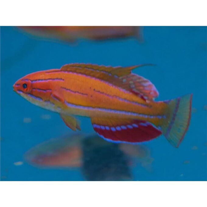 Paracheilinus Mccoskeri 1 Paracheilinus Mccoskeri
