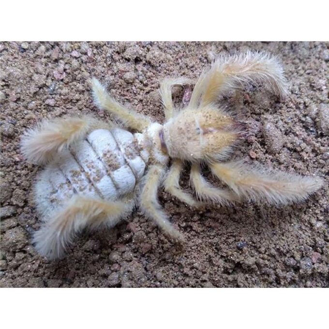 Paragaleodes sp.