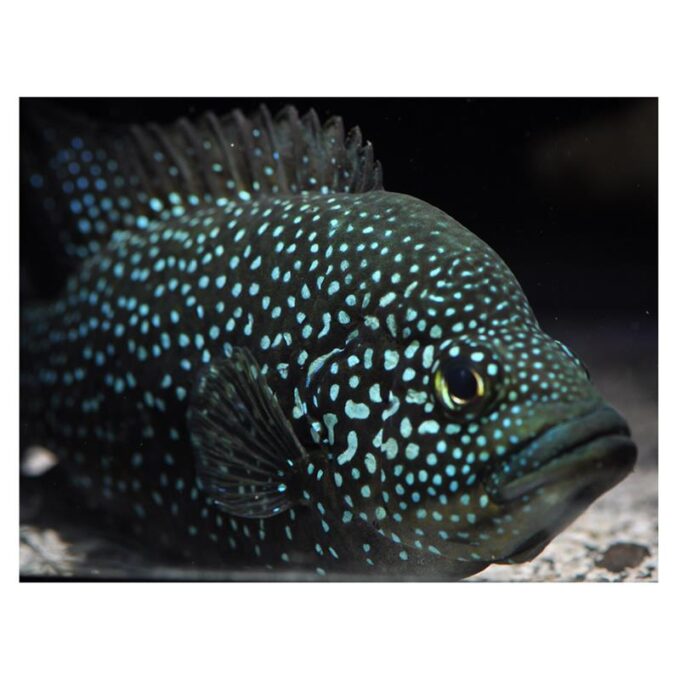 Paratilapia Polleni 1 Paratilapia Polleni