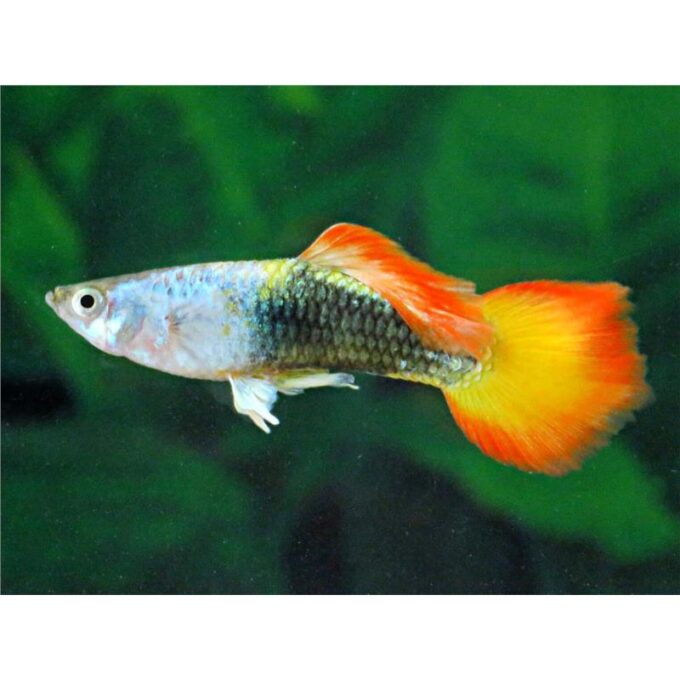 Peste Guppy German Sunset 1 Peste Guppy German Sunset