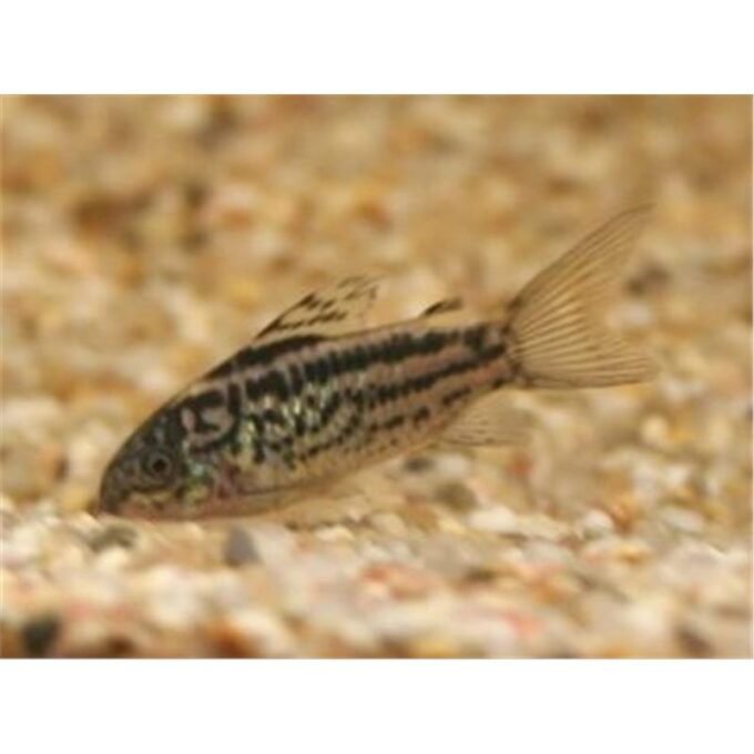 Pesti Corydoras elegans 1 Pesti Corydoras elegans