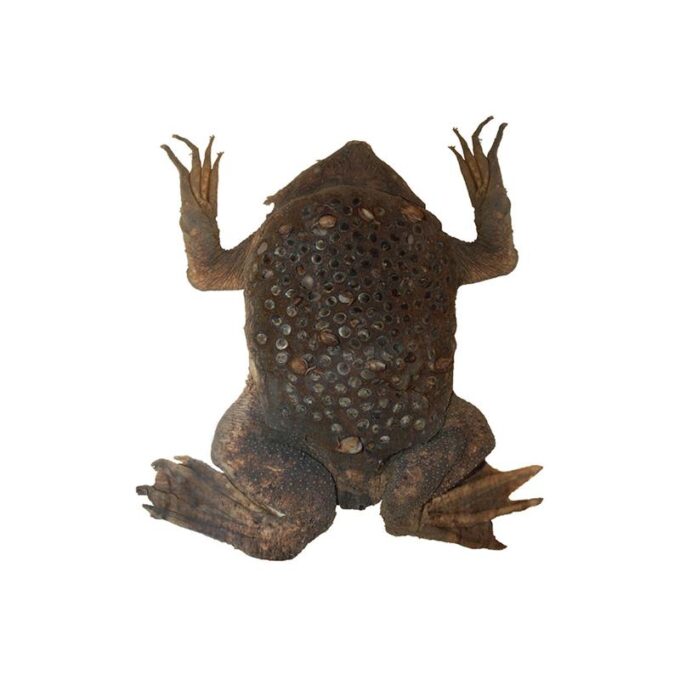 Pipa pipa