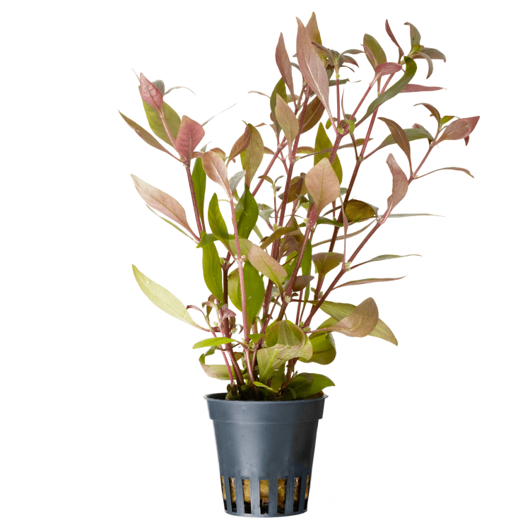 Planta acvariu Alternanthera reineckii (Cardinalis) Stoffels