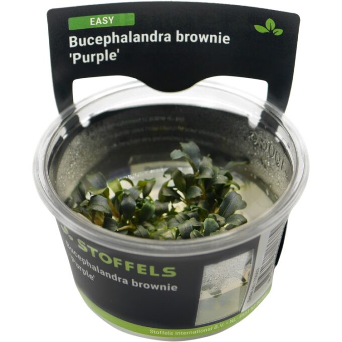 Planta acvariu Bucephalandra brownie Purple in vitro Stoffels 1 Planta acvariu Bucephalandra brownie Purple in vitro Stoffels