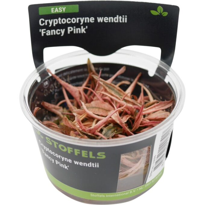 Planta acvariu Cryptocoryne Fancy Pink In Vitro Stoffels 1 Planta acvariu Cryptocoryne Fancy Pink In Vitro Stoffels