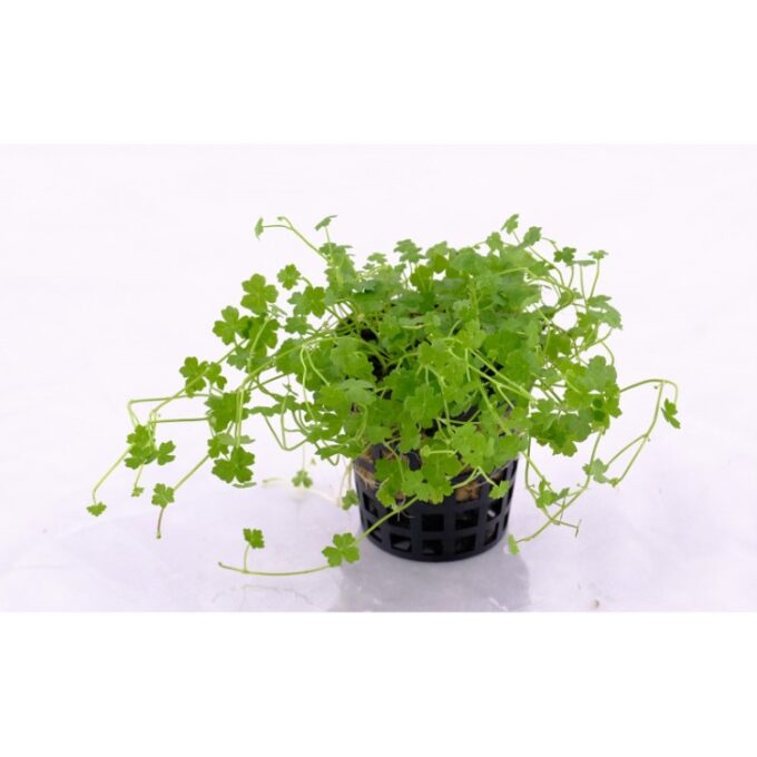 Planta acvariu Hydrocotyle tripartita Stoffels