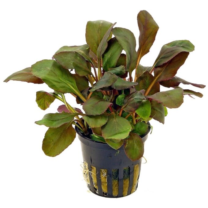Planta acvariu Lobelia cardinalis Stoffels