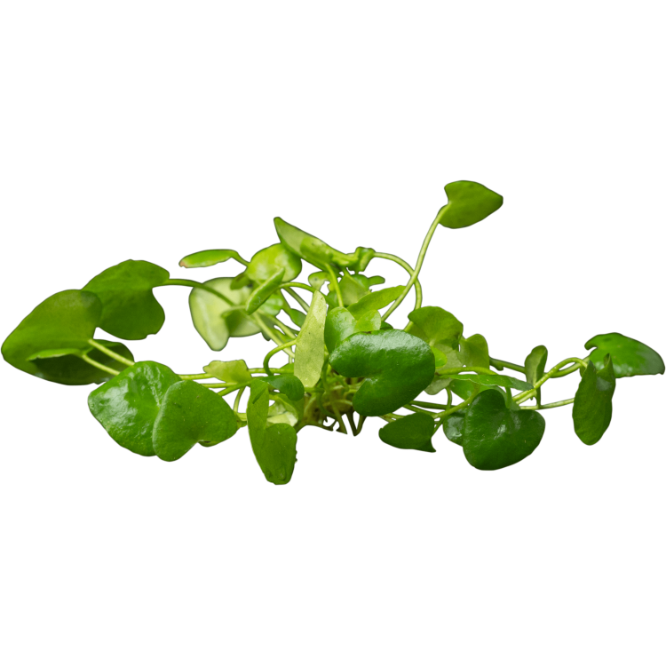 Planta acvariu Nymphoides cristata Flipper Stoffels