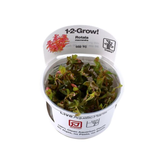 Planta acvariu Rotala macrandra In Vitro Tropica 1 Planta acvariu Rotala macrandra In Vitro Tropica