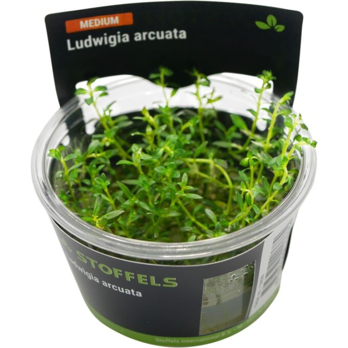 Planta acvariu Stoffels Ludwigia Arcuata in vitro 1 Planta acvariu Stoffels Ludwigia Arcuata in vitro